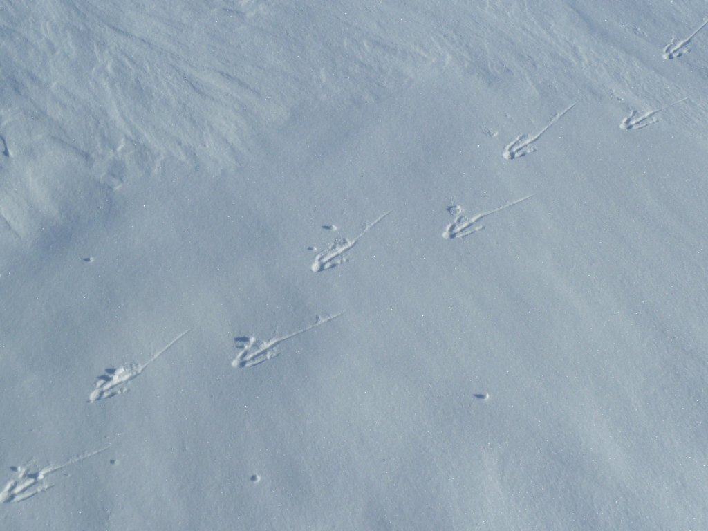 Penguin tracks - photo credit Chanel Futborough