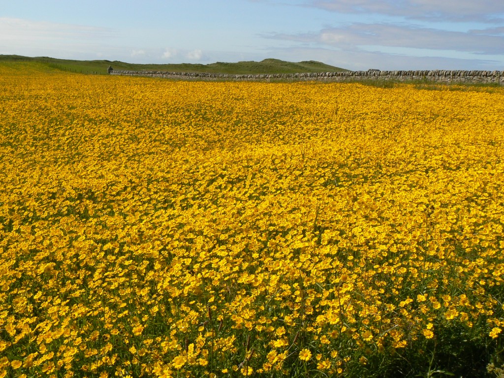 A field in bloom