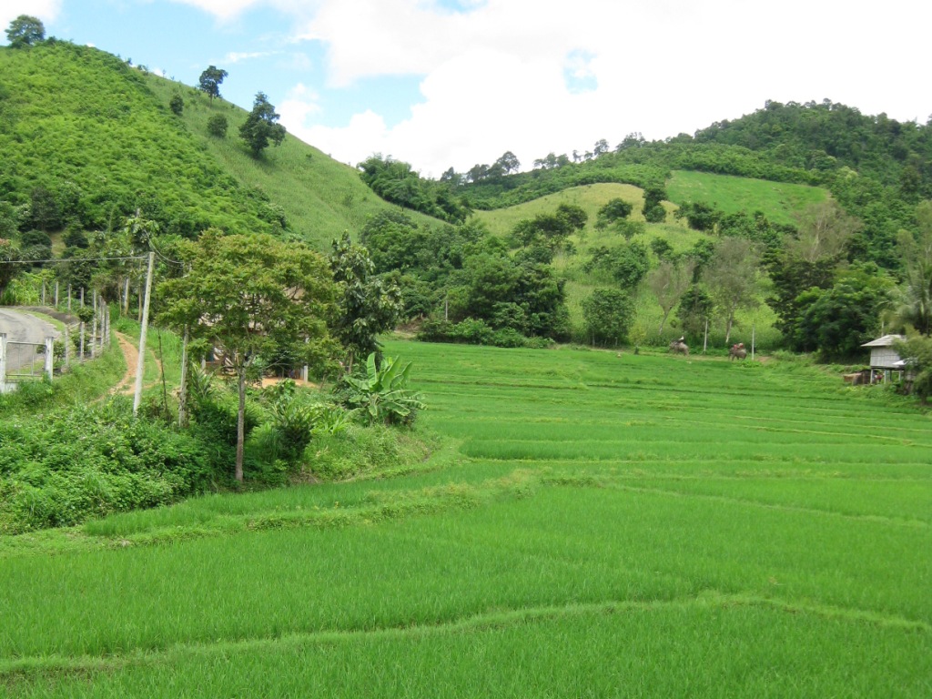 On the elephant circuit through the rice fields