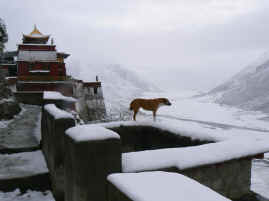 Drigung snow dog.JPG (221787 bytes)