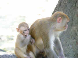 Kathmandu monkey temple 2.JPG (254996 bytes)
