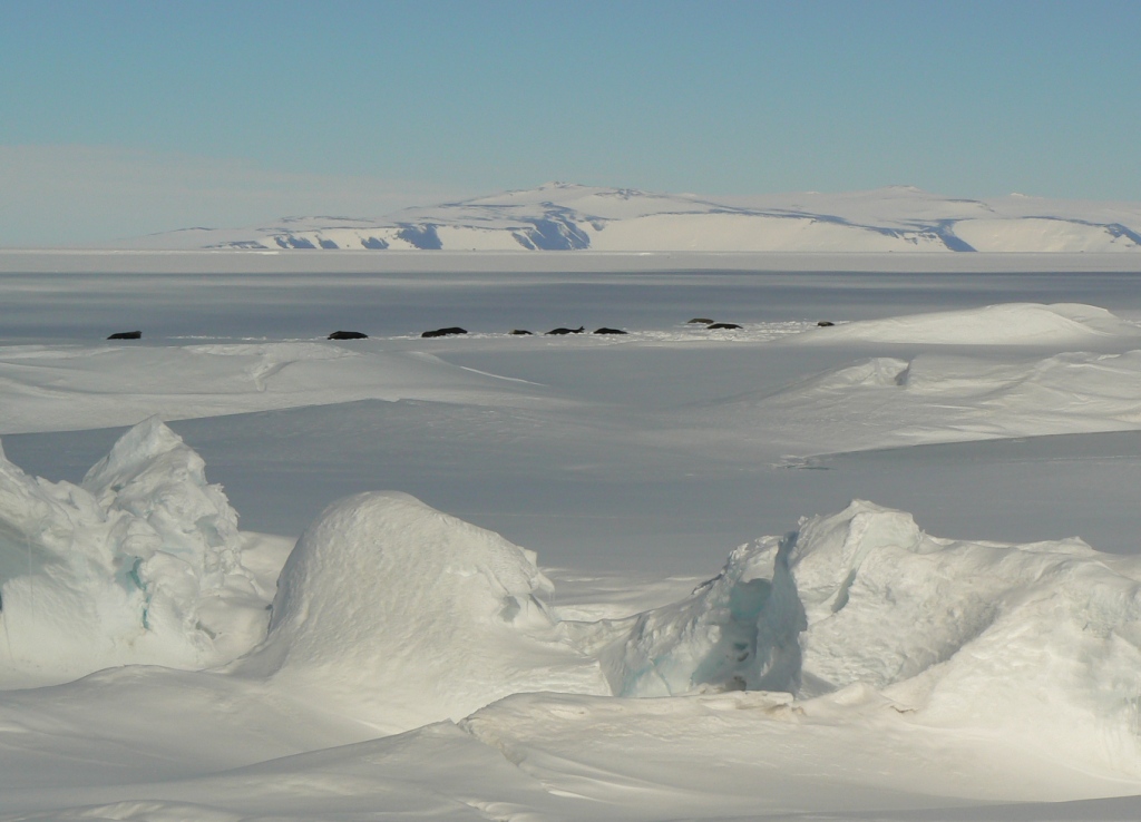 Sael colony in the Scott Base pressure ridges - While Island in the background