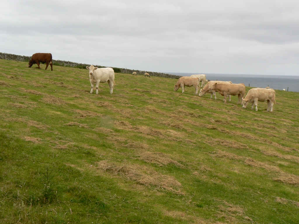 On Orkney the cows have the summer outside...