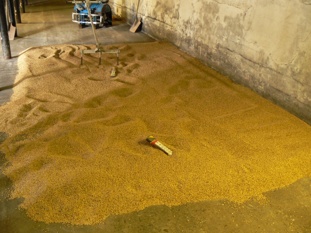 The grain is traditionally malted, or sprouted, by being layed out on warehouse floors.