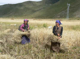 Harvest workers with sheaves.JPG (362588 bytes)