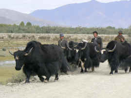 Yak Herders on road.JPG (236505 bytes)